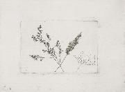 Willim Henry Fox Talbot Three Grasses oil on canvas